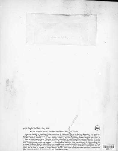 Diplodia ilicicola image